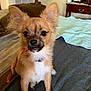 dog, small_dog, pet, chew_stick, bed, blanket, indoor, ears, fur, collar, curious, animal, canine, brown_fur, white_paws, wooden_furniture, air_conditioner, nightstand, cozy, bedroom