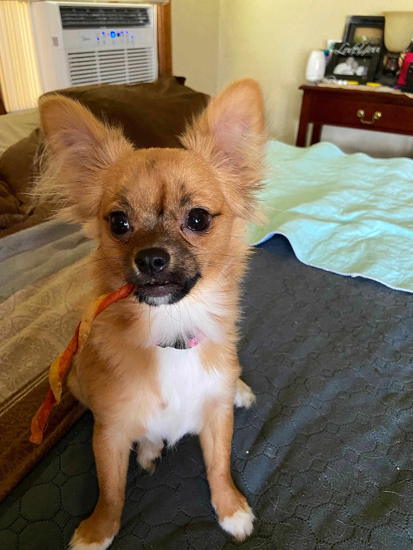 Sophia