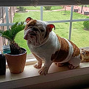 Bruno is registered to the contest to win money with this photo: bulldog, dog, windowsill, plant, potted_plant, window, blinds, statue, greenery, grass, outdoor, indoor, pet, animal, curious, face, fur, ears, snout, home