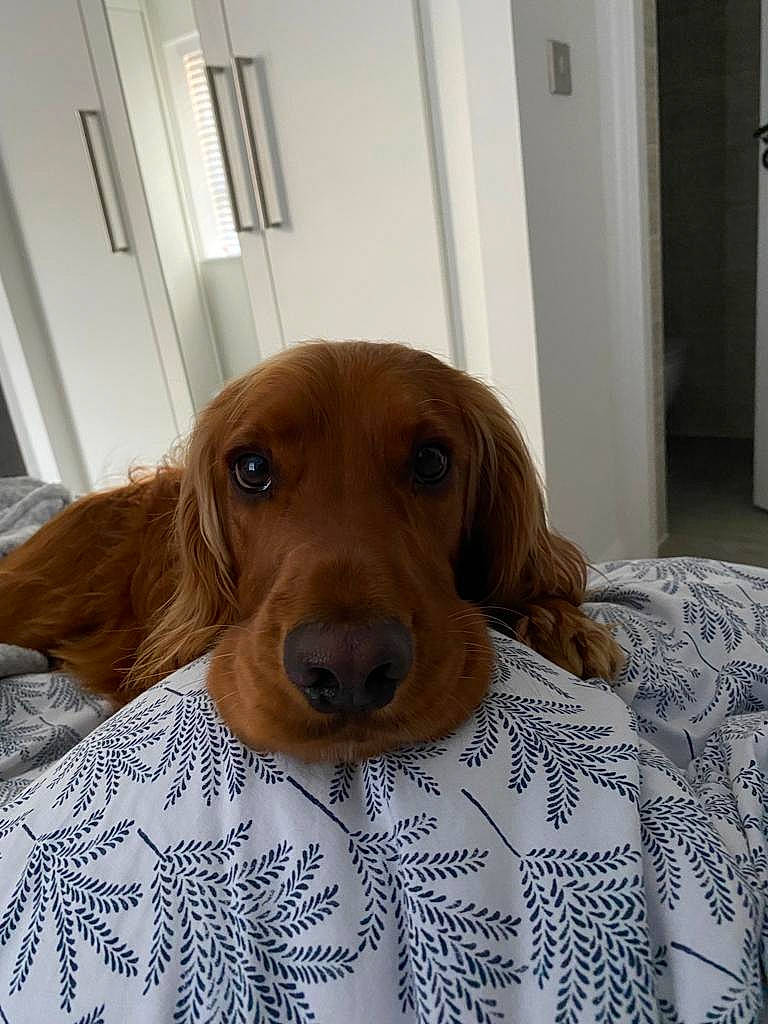 Gus is registered to the contest to win money with this photo: carnivore, comfort, companion_dog, dog, dog_breed, dog_supply, door, fawn, flooring, hardwood, hound, linens, liver, pattern, pet_supply, sleeve, sporting_group, whiskers, wood, working_animal