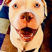 Chance joined the competition — help win amazing prizes! dog, pit_bull, white_dog, pet, animal, portrait, sitting, smiling, happy, open_mouth, teeth, big_eyes, floppy_ears, short_fur, indoor, rug, home, close_up, front_view, photography