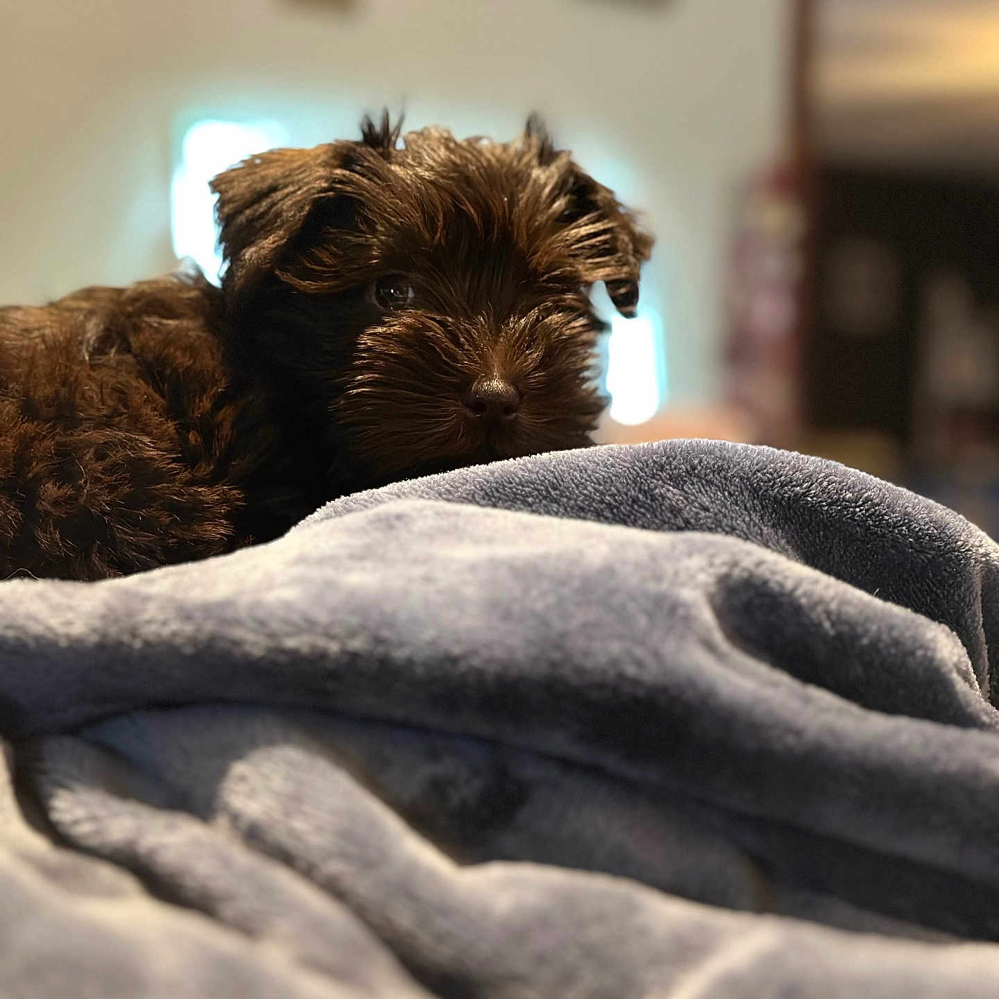 Bourbon joined the competition — help win amazing prizes! affenpinscher, animal, bed, bedroom, blanket, canine, couch, dog, furniture, indoors, laundry, person, pet, poodle, puppy, quilt, room, sleeping, terrier, towel
