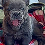 Brady is registered to the contest to win money with this photo: dog, french_bulldog, puppy, pet, animal, canine, ears, tongue, snout, cute, cozy, blanket, bag, indoor, smiling, fur, face, resting, young, companion