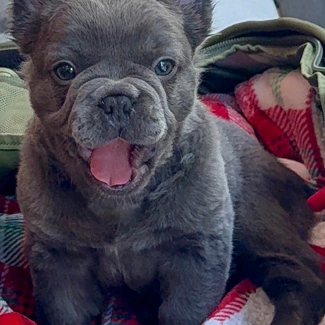Brady is registered to the contest to win money with this photo: animal, bag, blanket, canine, companion, cozy, cute, dog, ears, face, french_bulldog, fur, indoor, pet, puppy, resting, smiling, snout, tongue, young