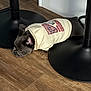Brady joined the competition — help win amazing prizes! dog, puppy, hoodie, clothing, floor, wooden_floor, black_metal, indoor, pet, canine, resting, lying_down, casual, small_dog, animal, cute, relaxed, cozy, side_view, ears