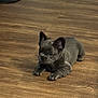 dog, puppy, french_bulldog, indoor, wooden_floor, pet, animal, cute, small, ears, fur, lying_down, flooring, young, domestic, mammal, companion, relaxed, curious, home