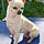 Chicco