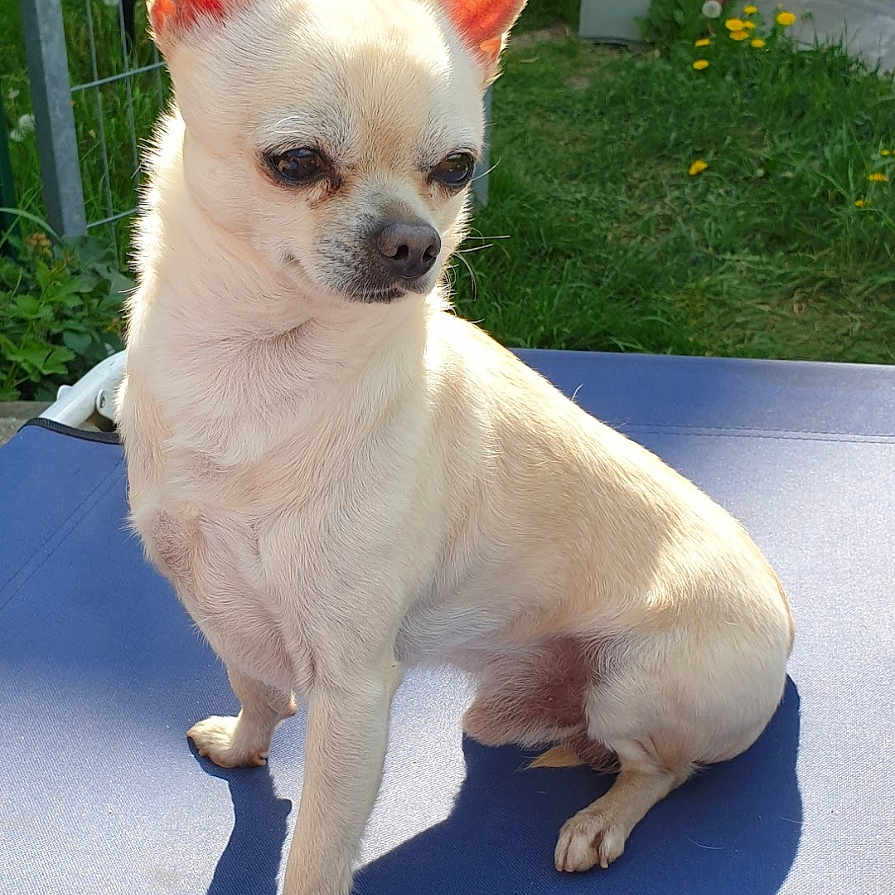 Chicco