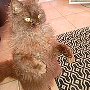Mimi participe au concours pour gagner de l'argent avec cette photo : cat, fluffy, curly_fur, brown_cat, yellow_eyes, standing, indoor, tile_floor, rug, patterned_rug, pet, feline, whiskers, ears, tail, closeup, domestic_cat, curious, alert, animal