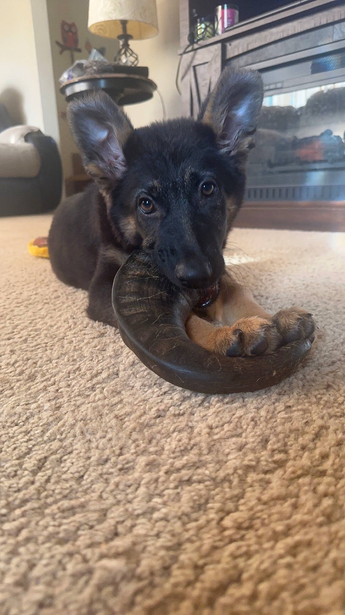 Lucy Lu joined the competition — help win amazing prizes! canidae, carnivore, claw, companion_dog, dog, dog_breed, dog_supply, fawn, flooring, fur, guard_dog, paw, pet_supply, snout, sporting_group, street_dog, tail, toy_dog, wood, working_animal