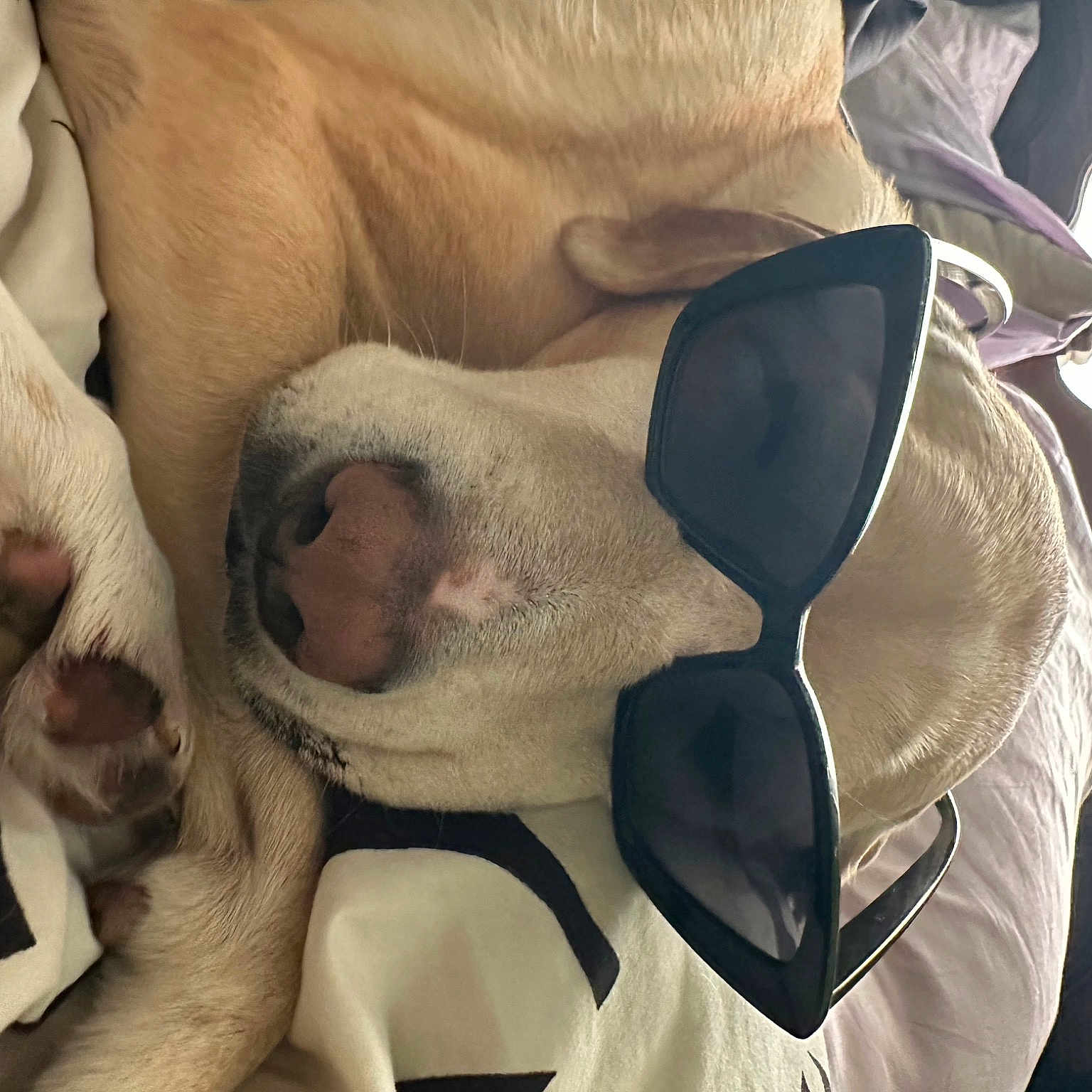 Molly Moo is registered to the contest to win money with this photo: canidae, carnivore, comfort, companion_dog, dog, dog_breed, ear, eyewear, fawn, head, jaw, leg, nap, paw, sleep, snout, sporting_group, sunglasses, whiskers, working_animal