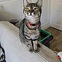 cat, tabby, pet, indoor, furniture, couch, collar, curious, animal, whiskers, ears, floor, door, household, domestic, texture, sitting, looking, home, playful