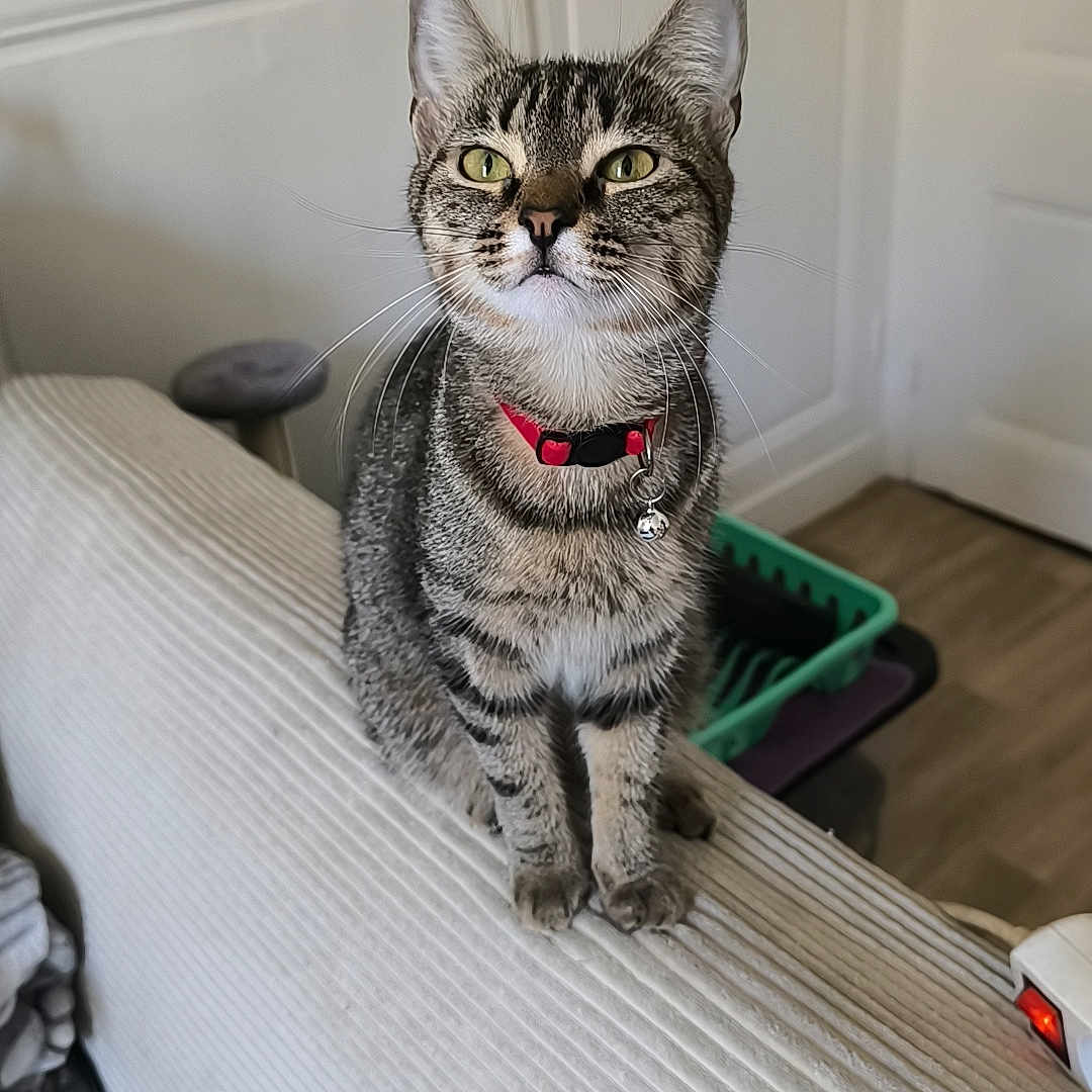 Vayana participe au concours pour gagner de l'argent avec cette photo : animal, cat, collar, couch, curious, domestic, door, ears, floor, furniture, home, household, indoor, looking, pet, playful, sitting, tabby, texture, whiskers