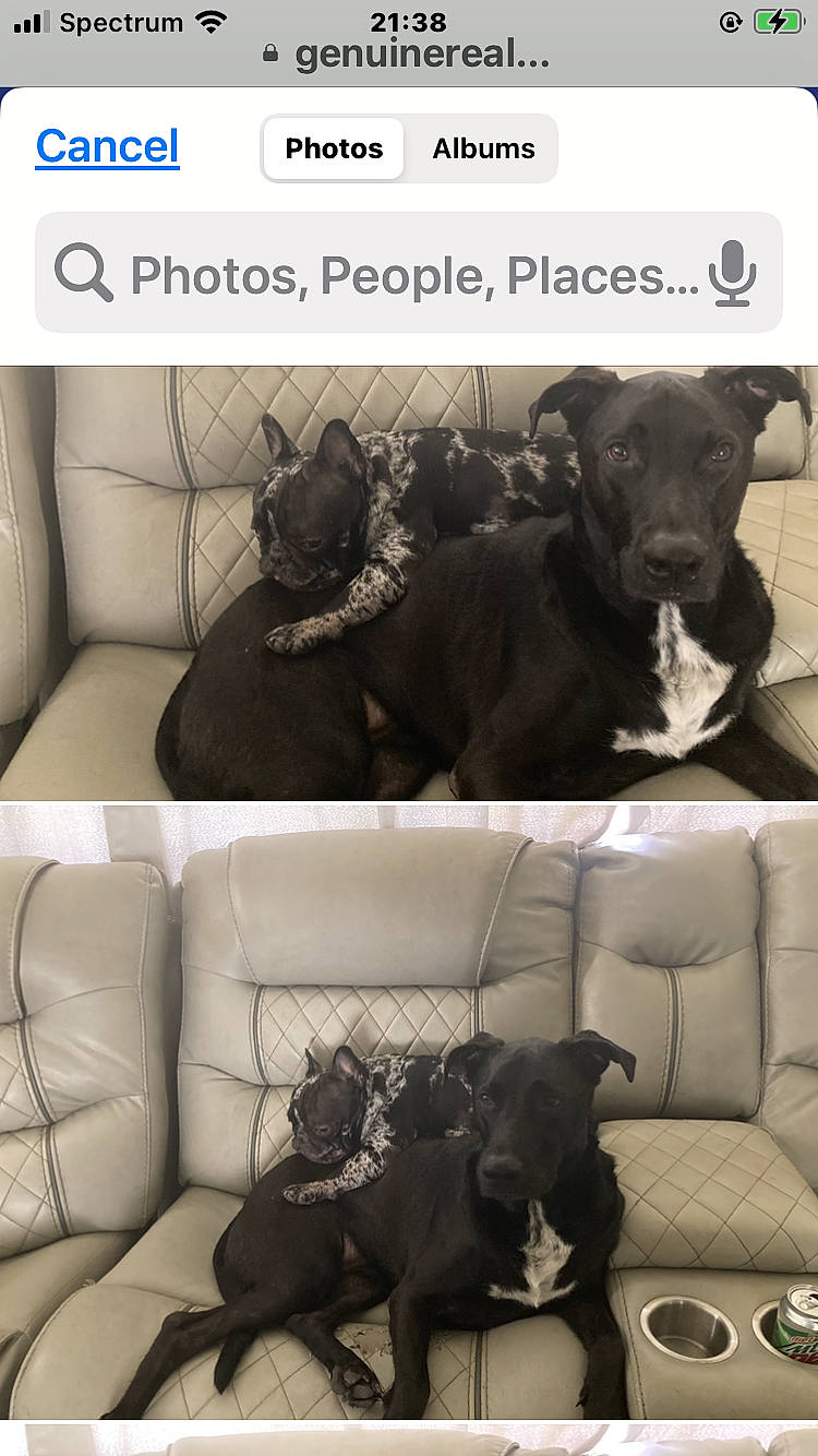 Gonzo joined the competition — help win amazing prizes! black, canidae, carnivore, chair, comfort, companion_dog, couch, dog, dog_breed, font, fur, liver, living_room, product, room, screenshot, sitting, sporting_group, studio_couch, working_animal