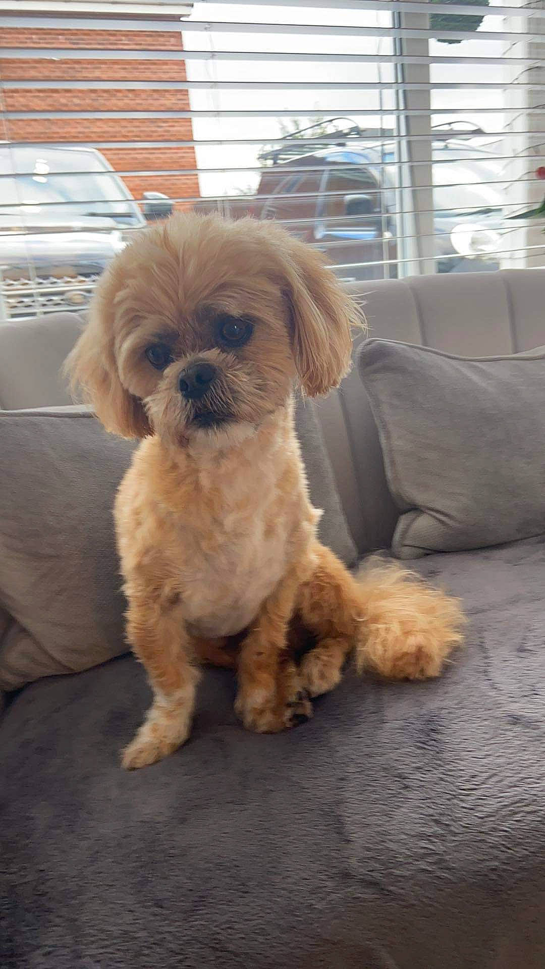 Obie joined the competition — help win amazing prizes! car, carnivore, comfort, companion_dog, couch, dog, dog_breed, fawn, fur, liver, natural_material, puppy_love, shih_tzu, small_terrier, snout, sporting_group, terrier, toy_dog, wood, working_animal