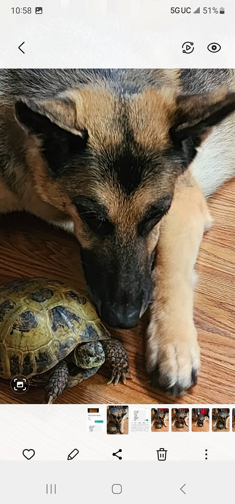 Valhalla joined the competition — help win amazing prizes! canidae, carnivore, companion_dog, dog, dog_breed, fawn, fur, german_shepherd_dog, herding_dog, nap, paw, photo_caption, photography, snout, sporting_group, terrestrial_animal, whiskers, wildlife, working_animal, working_dog