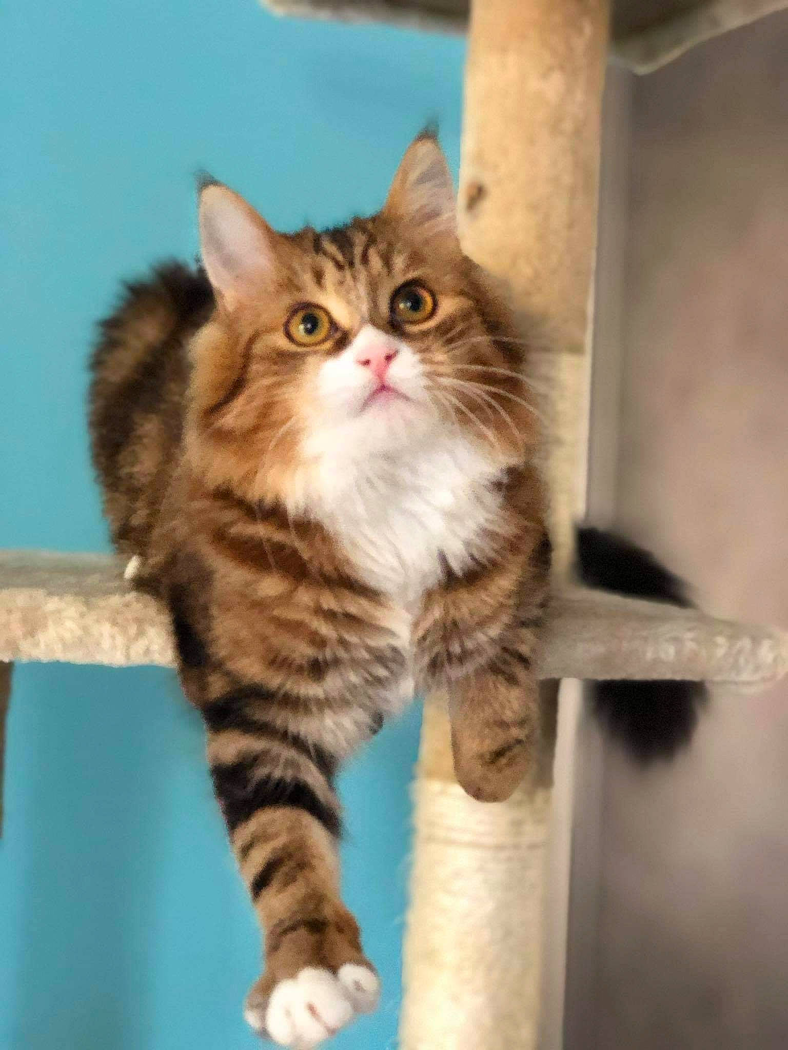 Calie a rejoint le concours — aidez-le/la à gagner de superbes lots ! british_longhair, carnivore, cat, claw, domestic_short_haired_cat, fawn, felidae, fur, maine_coon, paw, sitting, small_to_medium_sized_cats, snout, tail, terrestrial_animal, whiskers, window, wood