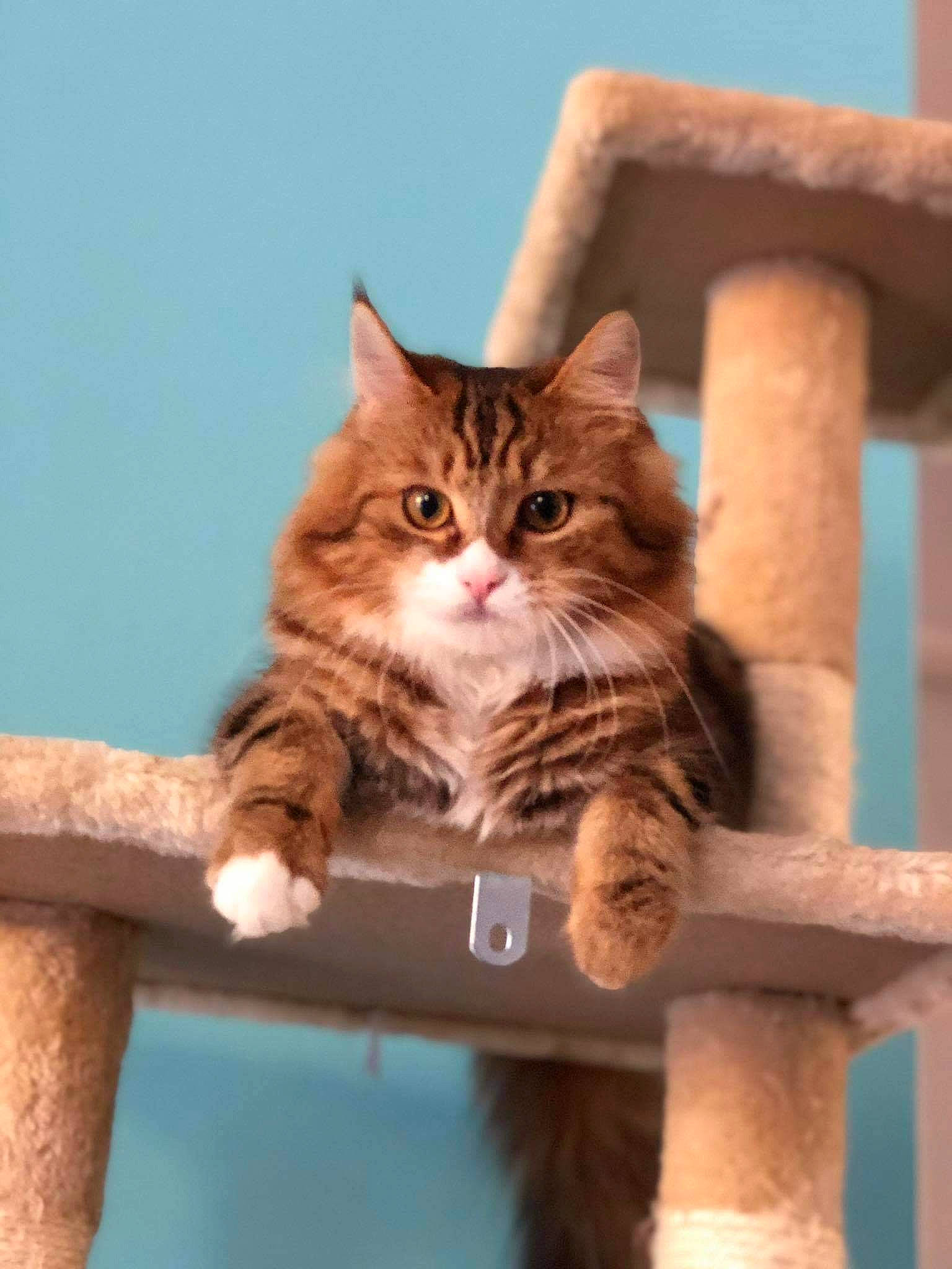 Calie a rejoint le concours — aidez-le/la à gagner de superbes lots ! carnivore, cat, chair, claw, domestic_short_haired_cat, fawn, felidae, fur, paw, sitting, small_to_medium_sized_cats, snout, tail, tree, whiskers, window, wood