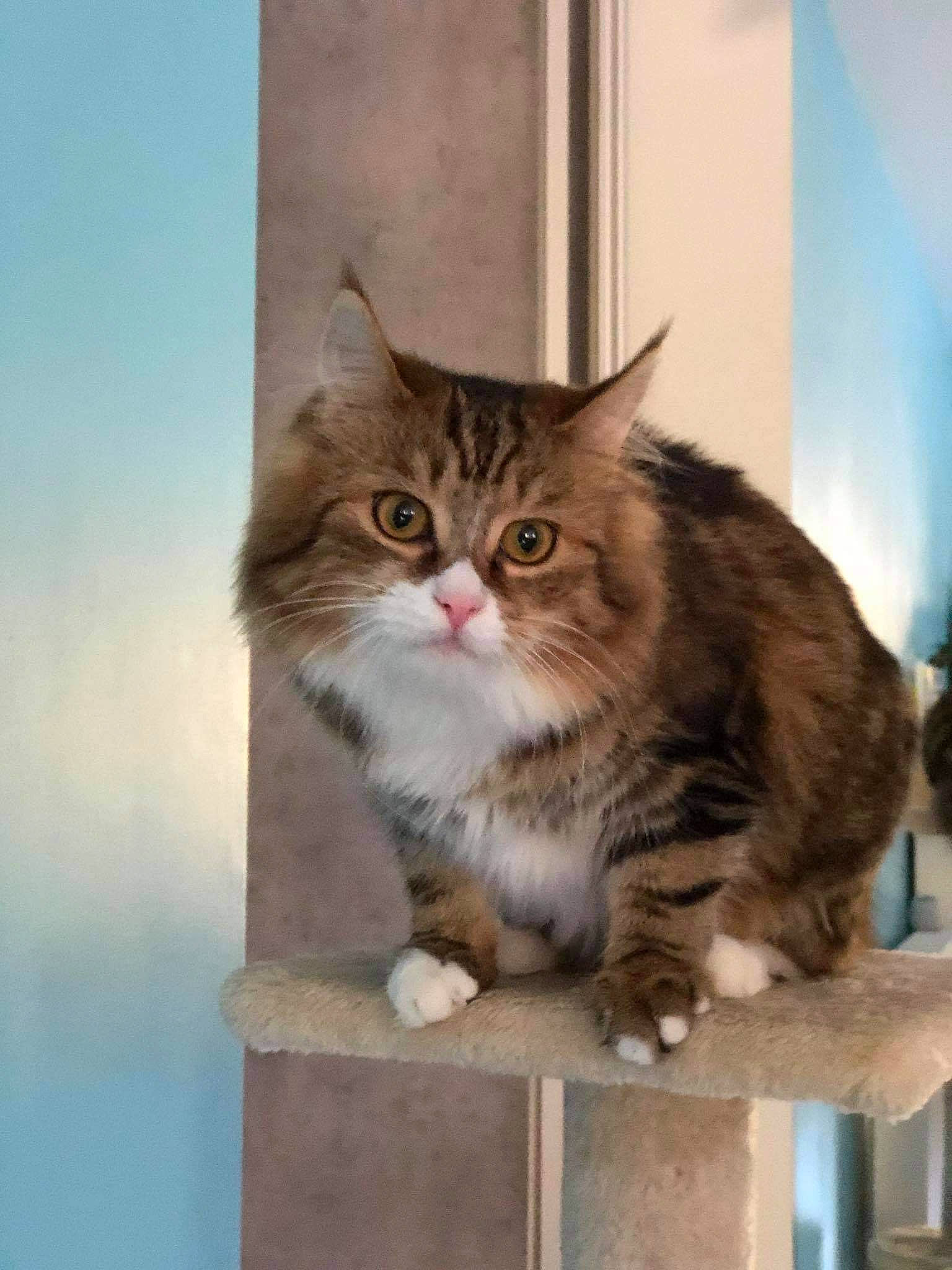 Calie participe au concours pour gagner de l'argent avec cette photo : carnivore, cat, domestic_short_haired_cat, door, felidae, fur, maine_coon, small_to_medium_sized_cats, snout, tail, terrestrial_animal, whiskers, window, wood