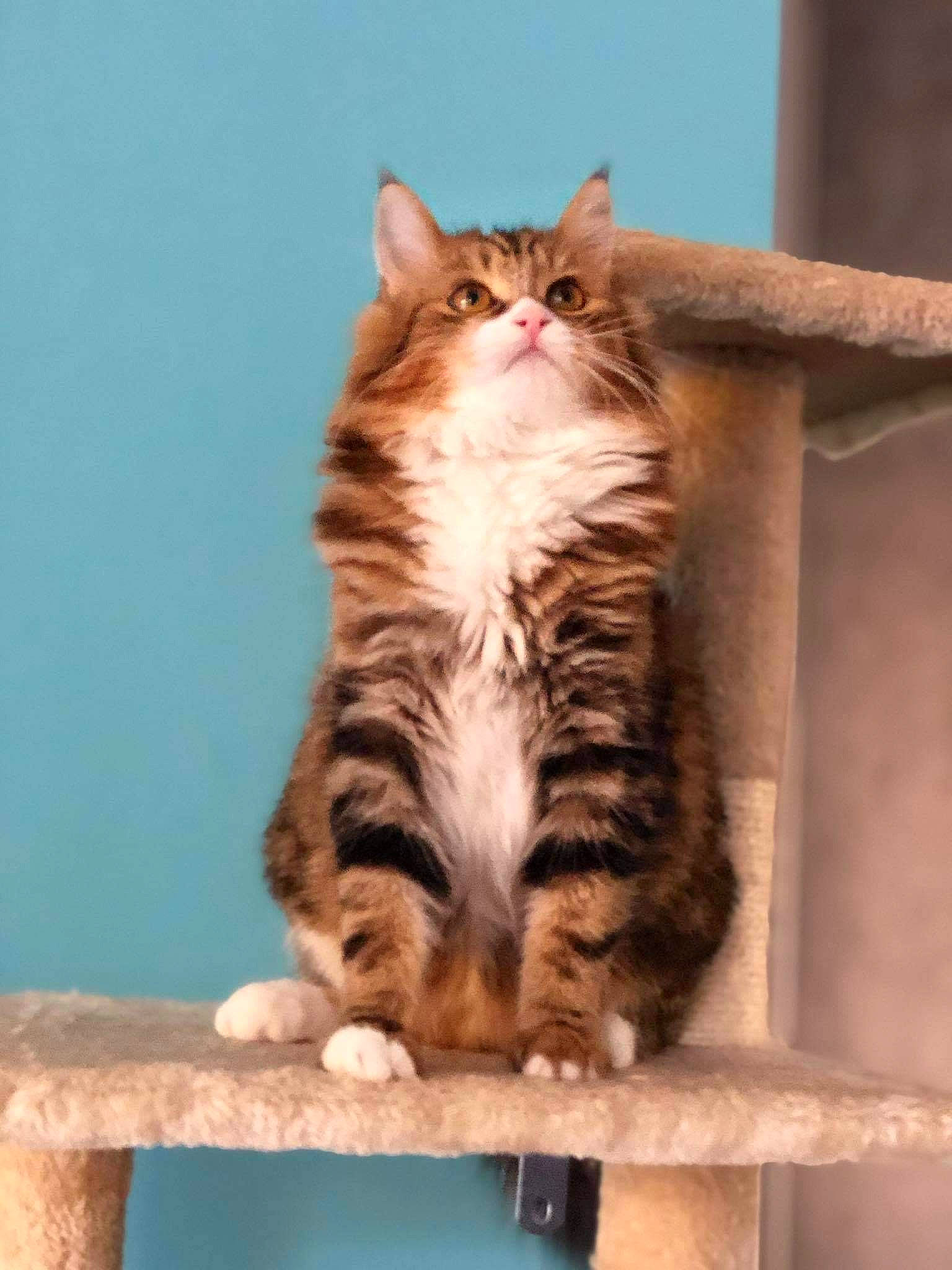 Calie participe au concours pour gagner de l'argent avec cette photo : carnivore, cat, claw, comfort, domestic_short_haired_cat, felidae, foot, fur, paw, sitting, small_to_medium_sized_cats, snout, tail, whiskers, window, wood