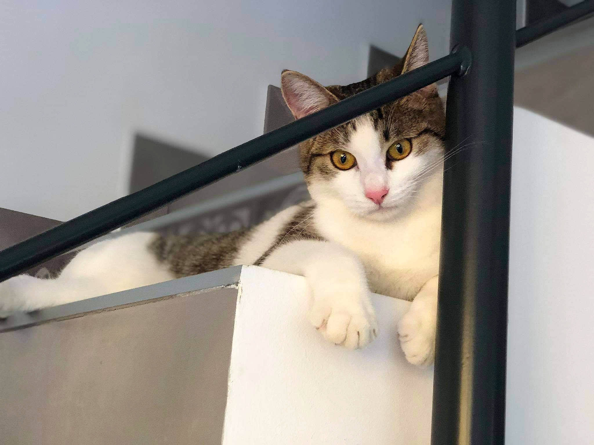 Plume participe au concours pour gagner de l'argent avec cette photo : box, cardboard, carnivore, cat, domestic_short_haired_cat, door, felidae, fur, metal, packaging_and_labeling, paper_product, paw, small_to_medium_sized_cats, snout, whiskers, window, wood