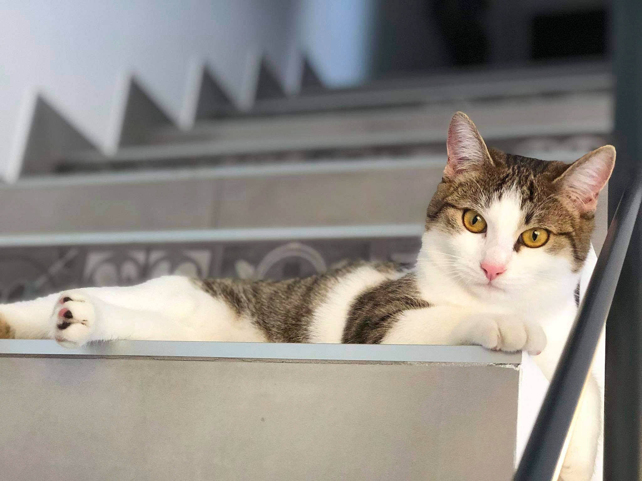 Plume a rejoint le concours — aidez-le/la à gagner de superbes lots ! box, carnivore, cat, domestic_short_haired_cat, felidae, fur, metal, paw, sitting, small_to_medium_sized_cats, snout, tree, whiskers, window, wood