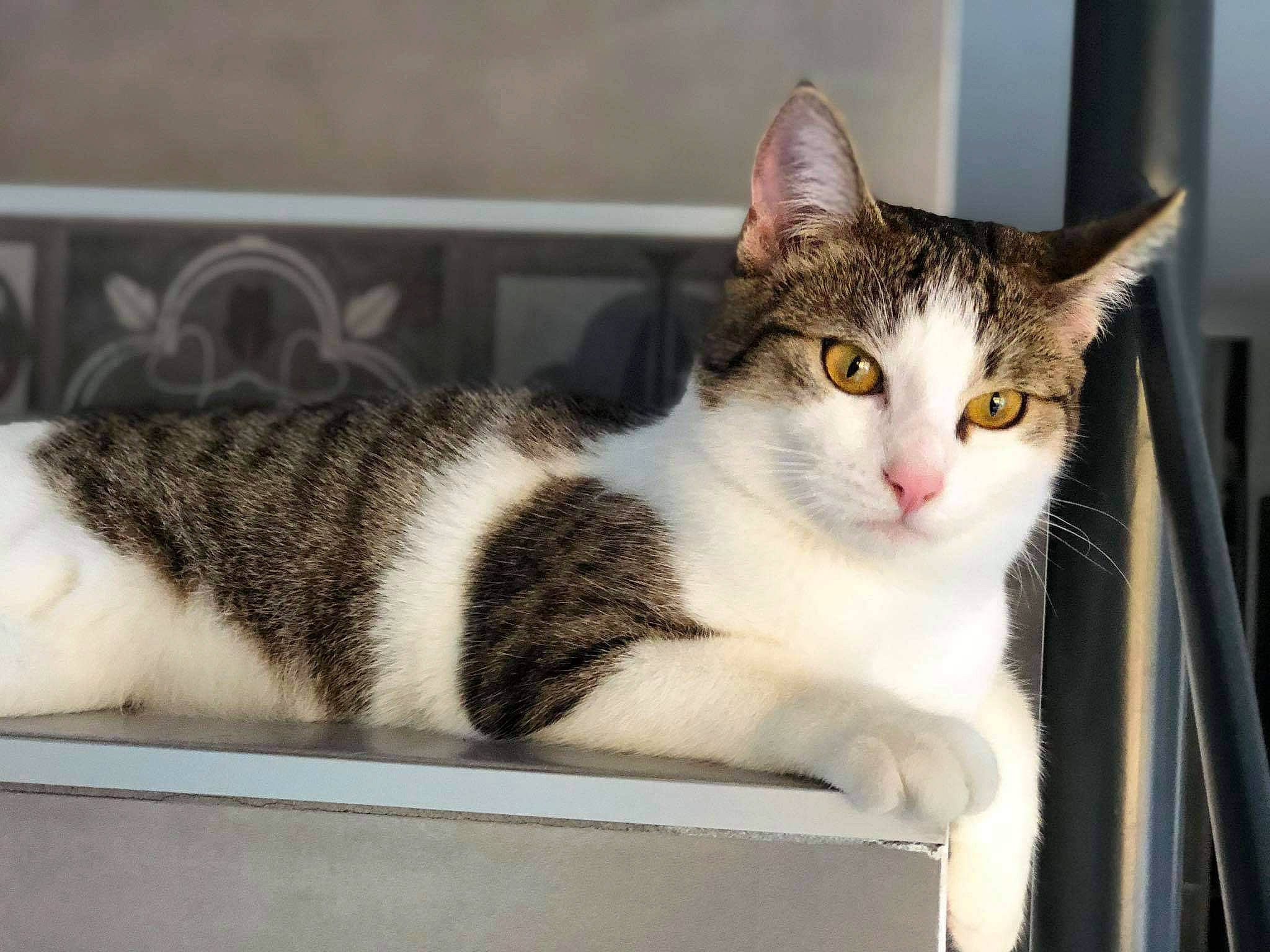 Plume a rejoint le concours — aidez-le/la à gagner de superbes lots ! box, carnivore, cat, cat_furniture, domestic_short_haired_cat, eye, felidae, fur, mammal, paw, plant, sitting, small_to_medium_sized_cats, snout, tree, vertebrate, whiskers