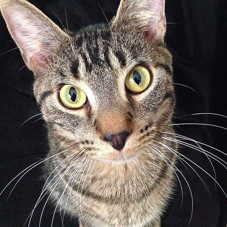 Big Dude is registered to the contest to win money with this photo: animal, black_background, cat, close_up, curious, cute, domestic_cat, ears, face, feline, fur, green_eyes, indoor, looking_up, nose, pet, portrait, sitting, tabby, whiskers