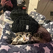 Tiger joined the competition — help win amazing prizes! cat, hat, knit_hat, blanket, stars, indoor, reflection, mirror, person, smartphone, pet, cozy, feline, resting, cute, animal, portrait, casual, home, fashion