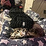 cat, hat, knit_hat, blanket, stars, indoor, reflection, mirror, person, smartphone, pet, cozy, feline, resting, cute, animal, portrait, casual, home, fashion