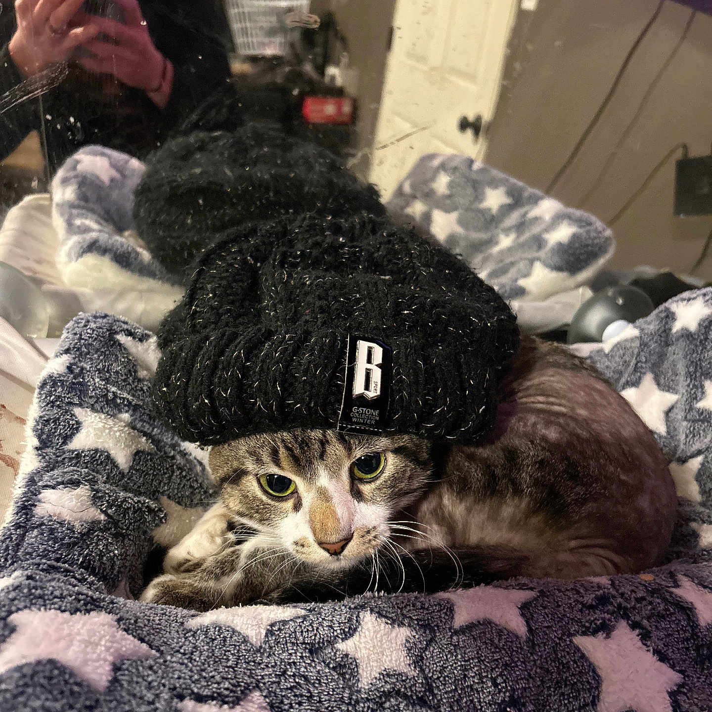 Tiger joined the competition — help win amazing prizes! animal, blanket, casual, cat, cozy, cute, fashion, feline, hat, home, indoor, knit_hat, mirror, person, pet, portrait, reflection, resting, smartphone, stars