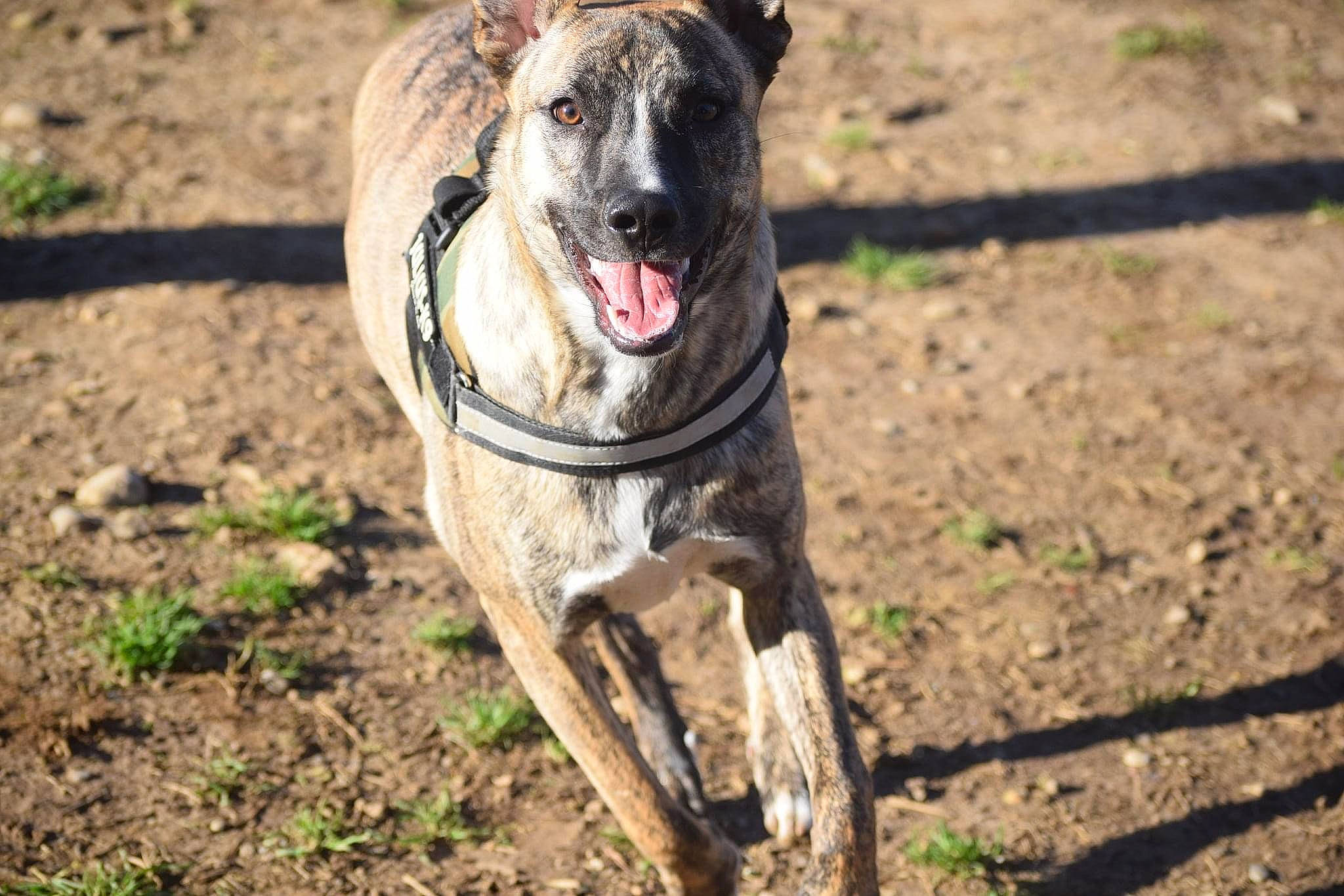 Hector a rejoint le concours — aidez-le/la à gagner de superbes lots ! adventure, canidae, carnivore, collar, companion_dog, dog, dog_breed, dog_collar, fawn, grass, leash, plant, rampur_greyhound, snout, soil, sporting_group, street_dog, terrestrial_animal, whiskers, working_animal