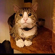 Jake is registered to the contest to win money with this photo: cat, tabby, white_paws, collar, bell, pet, indoor, fur, animal, face, whiskers, ears, eyes, perch, carpeted, cute, curious, feline, resting, closeup