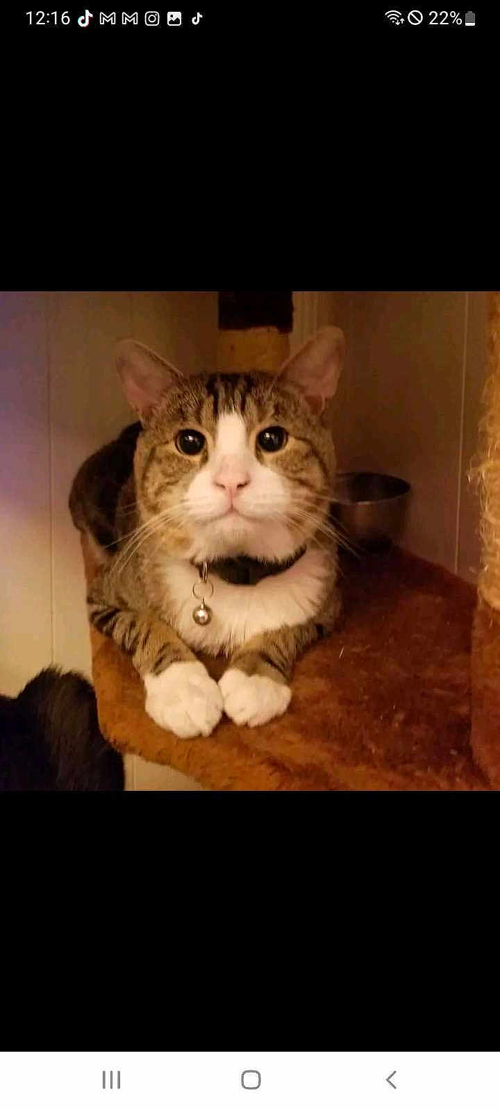 Jake is registered to the contest to win money with this photo: cat, tabby, white_paws, collar, bell, pet, indoor, fur, animal, face, whiskers, ears, eyes, perch, carpeted, cute, curious, feline, resting, closeup