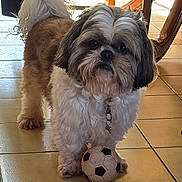 Ratchet participe au concours pour gagner de l'argent avec cette photo : dog, small_dog, indoor, tile_floor, soccer_ball, pet, fur, curious, brown, white, black, collar, wooden_furniture, sunlight, shadow, floor_tiles, animal, domestic, cute, standing