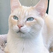 Hermès a rejoint le concours — aidez-le/la à gagner de superbes lots ! cat, cream_colored, blue_eyes, feline, pet, indoor, window, soft_blanket, resting, close_up, whiskers, ears, fur, animal, domestic_cat, calm, portrait, natural_light, relaxed, cute