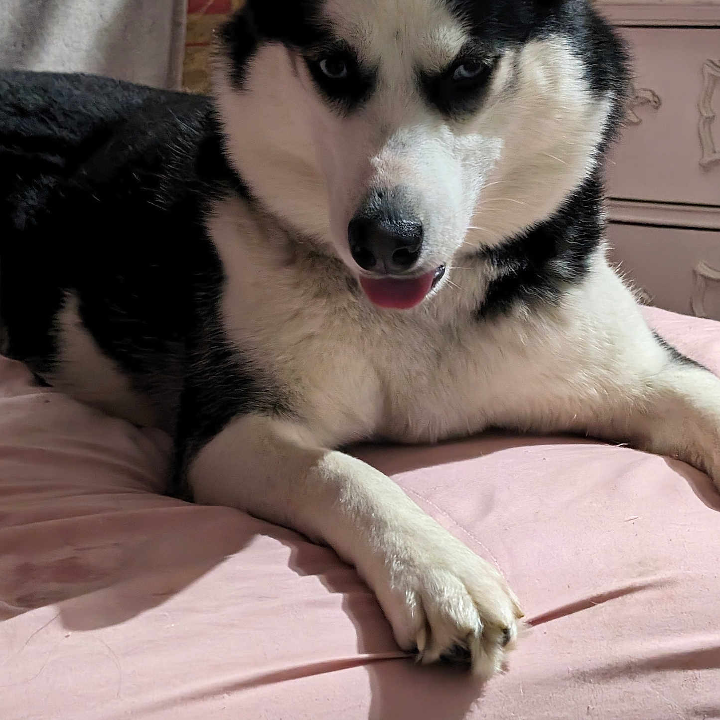 Rainiera joined the competition — help win amazing prizes! animal, blanket, bodypart, canine, couch, dog, eskimodog, furniture, hound, husky, mouth, person, pet, puppy, snout, tongue, whitedog
