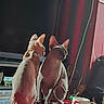 Horus participe au concours pour gagner de l'argent avec cette photo : animal, cat, cozy, curtains, domestic, furniture, hairless_cat, indoor, light_and_shadow, mug, owl_mug, pet, red_surface, relaxing, side_view, sphynx_cat, striped_curtains, table, two_animals, window