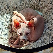 Yoda participe au concours pour gagner de l'argent avec cette photo :