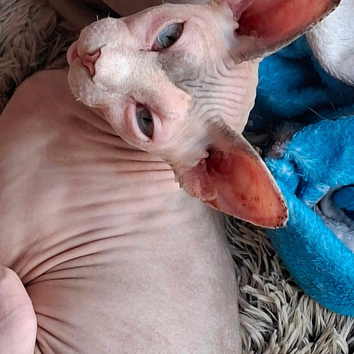 Yoda participe au concours pour gagner de l'argent avec cette photo : sphynx_cat, hairless_cat, cat, pet, animal, wrinkled_skin, ears, blue_blanket, texture, close_up, indoor, resting, curious_gaze, feline, laying_down, skin_detail, pink_ears, furry_surface, domestic_cat, relaxed