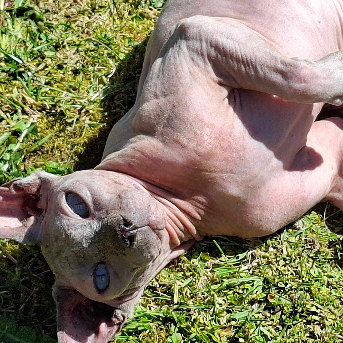 Boreo participe au concours pour gagner de l'argent avec cette photo : sphynx_cat, hairless_cat, blue_eyes, wrinkled_skin, pet, animal, grass, outdoor, sunlight, relaxed, lying_down, close_up, nature, playful, cute, feline, skin_texture, daylight, domestic_cat, pet_animal
