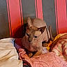 animal, blanket, cat, comfort, cozy, curious, cushion, domestic, ears, feline, gray_wall, hairless_cat, indoor, looking, pet, red_stripe, resting, skin, sphynx_cat, wrinkles
