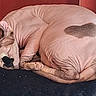 Boreo participe au concours pour gagner de l'argent avec cette photo : dog, hairless, sleeping, curled_up, heart_shaped_patch, blanket, red_background, pet, animal, resting, furless, paw, cozy, indoors, cute, wrinkled_skin, relaxed, companion, mammal, cute_pet