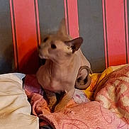 Boreo participe au concours pour gagner de l'argent avec cette photo : animal, bed, blanket, cat, comfort, cozy, curious, cute, domestic, ears, feline, hairless_cat, indoor, pet, relaxed, resting, side_view, soft_textile, striped_wall, wrinkled_skin