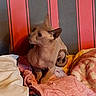 animal, bed, blanket, cat, comfort, cozy, curious, cute, domestic, ears, feline, hairless_cat, indoor, pet, relaxed, resting, side_view, soft_textile, striped_wall, wrinkled_skin