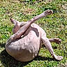 sphynx_cat, hairless_cat, cat, pet, animal, outdoor, grass, sunlight, stretching, grooming, pink_skin, feline, nature, daylight, relaxing, playful, flexible, mammal, whiskers, ears