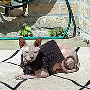 Boreo participe au concours pour gagner de l'argent avec cette photo : sphynx_cat, cat, hairless_cat, black_sweater, outdoor, sunbathing, rug, patterned_rug, brick_wall, garden_hose, plant, pet, animal, resting, relaxed, daylight, shadow, ears, whiskers, feline