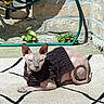 sphynx_cat, cat, hairless_cat, black_sweater, outdoor, sunbathing, rug, patterned_rug, brick_wall, garden_hose, plant, pet, animal, resting, relaxed, daylight, shadow, ears, whiskers, feline