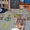 animal, blue_eyes, cat, chair, curious, domestic, feline, floor, hairless_cat, home, indoor, light, looking, pet_bed, pet_bowl, room, sphynx_cat, table, tablecloth, wooden_furniture