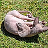Boreo participe au concours pour gagner de l'argent avec cette photo : sphynx_cat, hairless_cat, cat, pet, outdoor, grass, sunlight, animal, wrinkled_skin, tail, feline, nature, relaxing, sunbathing, green, playful, cute, domestic_animal, daytime, closeup